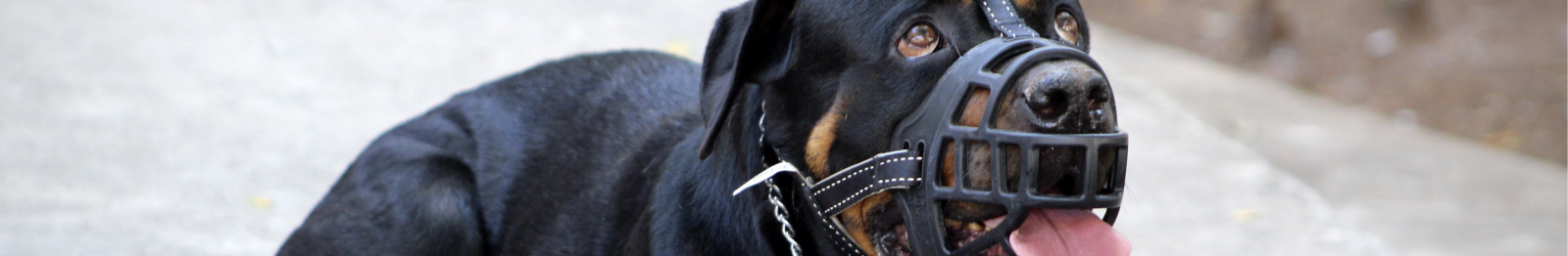 Hund mit gut sitzendem Drahtmaulkorb